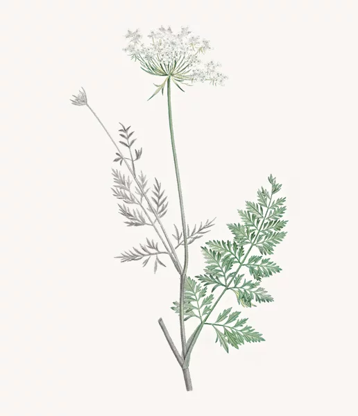 Illustration botanique de la Carotte sauvage d'après Pierre-Joseph Redouté ©Marguerite Mai