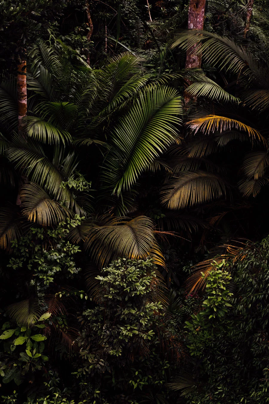 Forêt de palmiers ©Kristal NG/ Unsplash